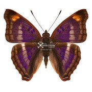 Pavon emperor butterfly